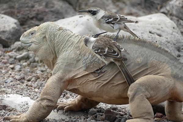 Como a telecomunicação ajuda a rastrear animais em extinção